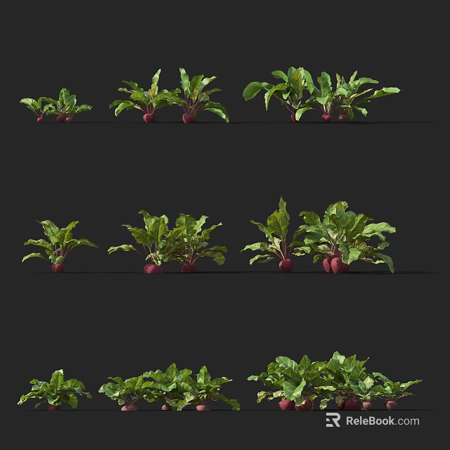 Fresh Beets Showing Different Growing Stages With Green Leaves And Red Roots 3d model 