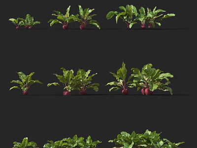 Fresh Beets Showing Different Growing Stages With Green Leaves And Red Roots 3d model
