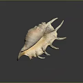 Natural Design Decorative Shell Ornament With Pink Beige Color And Spiked Edges For Home Tabletop