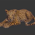 Leopard With Spotted Fur Lying on Dark Shiny Surface Showing Relaxed Posture and Reflection 3d model