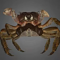 Detailed View Of Brown Crab With Prominent Claws And Natural Shell Texture