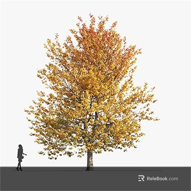 Tall Deciduous Tree With Autumn Yellow Red Leaves And Person Walking Outdoors 3d model 