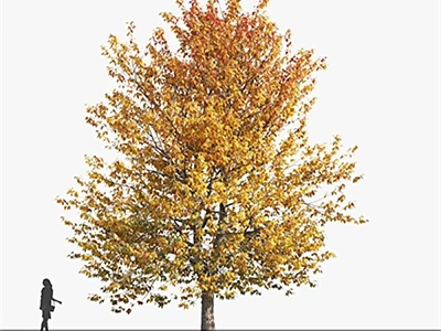 Tall Deciduous Tree With Autumn Yellow Red Leaves And Person Walking Outdoors 3d model