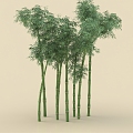 Bamboo Phyllostachys pubescens Purple Bamboo Xiangfei Bamboo Tortoise Shell Bamboo Plant 3d model