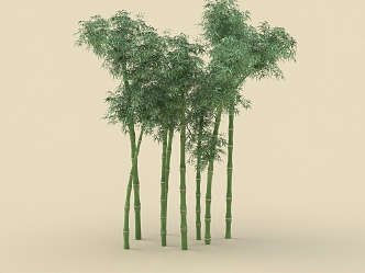 Bamboo Phyllostachys pubescens Purple Bamboo Xiangfei Bamboo Tortoise Shell Bamboo Plant 3d model