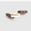 Two Reptile Lizards Showcasing Intricate Wing Patterns On White Surface 3d model