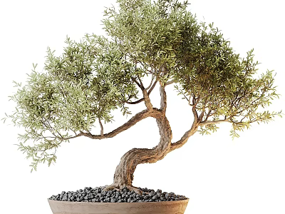 Artistic Bonsai Potted Plant With Curved Trunk Lush Green Leaves And Decorative Stones 3d model