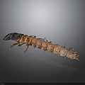 Insect Larva with Brown Segmented Body Black Head and Multiple Legs on Gray Gradient Background 3d model