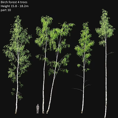 Realistic Decorative Ornament Set With Green Leaf Birch Trees And White Trunks For Home Decor 3d model