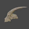 Detailed Sheep Skull With Large Curved Horns On Dark Background
