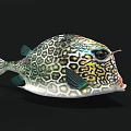 Colorful Marine Pufferfish Featuring Hexagonal Green Yellow Patterns Round Body and Big Eyes 3D Rendering