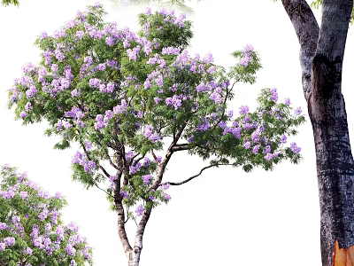 Blooming Arbor with Vibrant Purple Flowers Lush Green Leaves and Thick Trunk 3d model