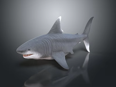 Realistic Gray Shark 3D Model With Sharp Teeth And Dark Background Reflection 3d model