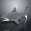 Realistic Gray Shark 3D Model With Sharp Teeth And Dark Background Reflection