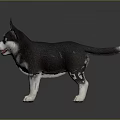 Cute Black And White Husky Puppy With Blue Eyes Wagging Tail Standing On Smooth Surface