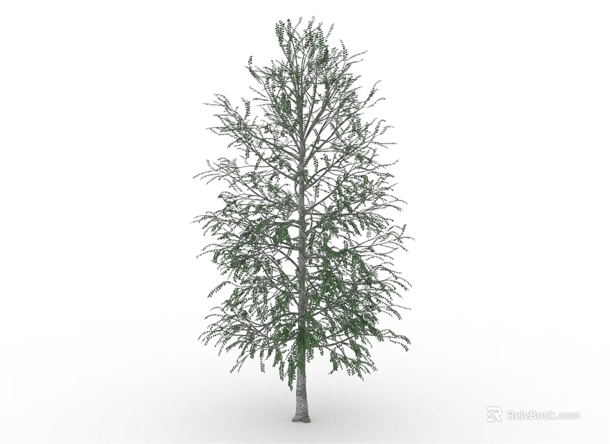 Single Tall Leafless Tree With Clear Bare Branches Against White Background 3d model 