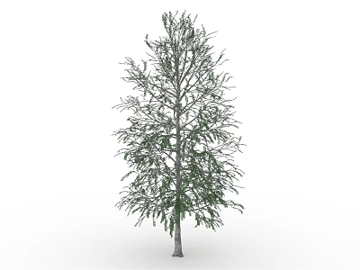 Single Tall Leafless Tree With Clear Bare Branches Against White Background 3d model