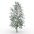 Single Tall Leafless Tree With Clear Bare Branches Against White Background