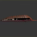 Red Segmented Creature Illustration With Striped Body And Antennae On Dark Background