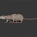 Three Brown White and Pink Rats Standing on Reflective Surface Against Dark Background