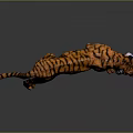 3D Rendered Orange Striped Tiger Walking On Gray Background With Detailed Fur