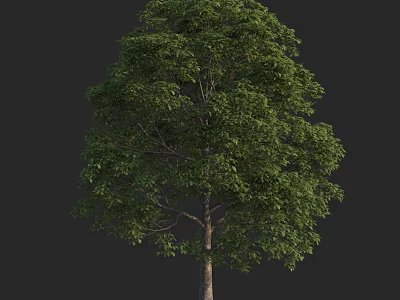 Lush Green Arbor With Dense Foliage And Strong Trunk Against Black Background 3d model