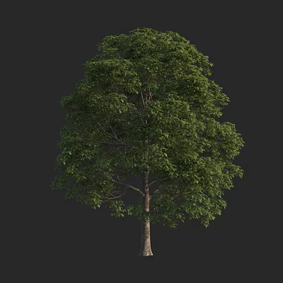 Lush Green Arbor With Dense Foliage And Strong Trunk Against Black Background 3d model