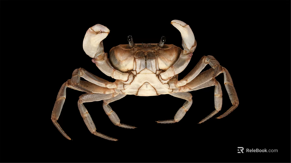 Natural Coastal Habitat Scene Showing Brown Crab With Detailed Claws And Legs 3d model 