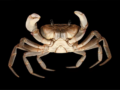 Natural Coastal Habitat Scene Showing Brown Crab With Detailed Claws And Legs 3d model