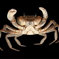 Natural Coastal Habitat Scene Showing Brown Crab With Detailed Claws And Legs