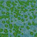 Aquatic Plants with Lush Green Leaves Floating Gracefully on Water Surface