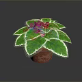 Potted Decorative Plant With Green Leaves White Edges And Red Flowers In Terracotta Pot