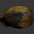 Natural Shell Organ With Hair Like Texture And Orange Black Surface Patterns