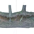 Natural Stone and Wood Scene with Exposed Tree Roots Soil and Green Moss