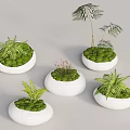 Indoor Moss Decor With White Pots Ferns And Small Stones Arrangement