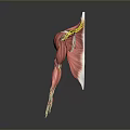 Human Muscle Anatomy 3D Model Showing Muscle Fibers And Tendons Structure