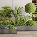 Round Green Bushes In Indoor Garden With Concrete Planters And Lush Plants