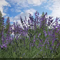 Purple Flowers In Grassland With Blue Sky White Clouds And Pine Trees