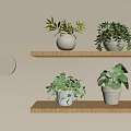 Bonsai Potted Plants Display on Wooden Shelves with White Pots Green Foliage and Beige Wall