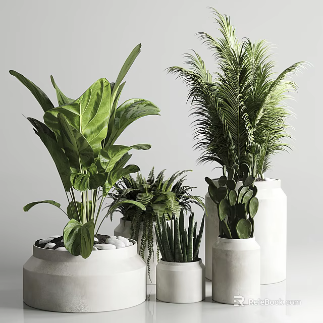 Indoor Potted Plants With Various Green Leaves In White Ceramic Pots 3d model 