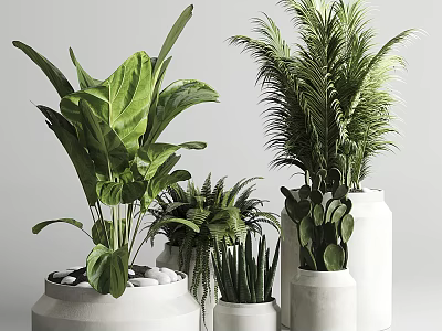 Indoor Potted Plants With Various Green Leaves In White Ceramic Pots 3d model