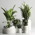Indoor Potted Plants With Various Green Leaves In White Ceramic Pots