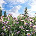 Blooming Purple And Pink Flowers Under Blue Sky With White Clouds And Tall Pine Trees