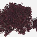 Crimson Leaf Maple Tree With Brown Trunk And Smaller Companion Plant
