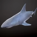 3D Shark Model With Open Mouth Sharp Teeth And Fins On Gray Background 3d model