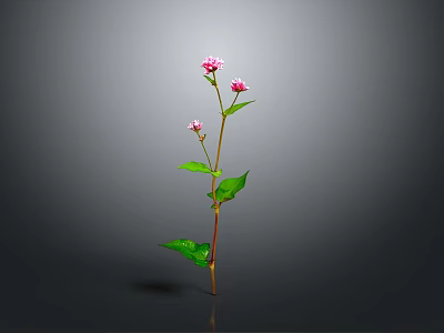 Tall Slender Plant With Pink Flowers And Green Leaves On Gray Background 3d model