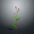 Tall Slender Plant With Pink Flowers And Green Leaves On Gray Background