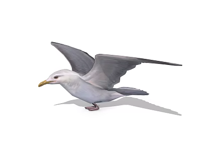 Realistic Seagull Spreading Wings With White Feathers Yellow Beak And Detailed Plumage Pose 3d model