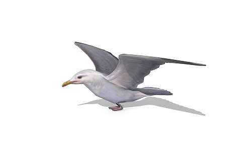 seagull birds 3d model