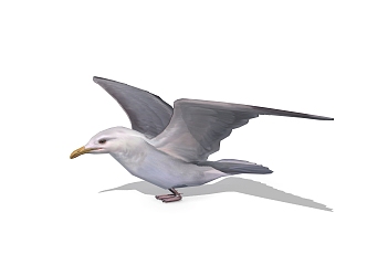 seagull birds 3d model